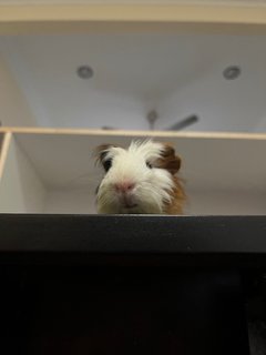 Daisy And Coky - Guinea Pig Small & Furry