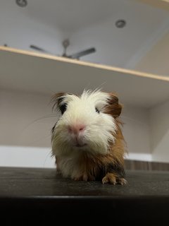 Daisy And Coky - Guinea Pig Small & Furry