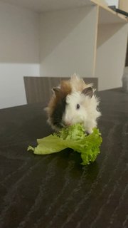 Daisy And Coky - Guinea Pig Small & Furry