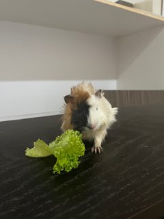 Daisy And Coky - Guinea Pig Small & Furry