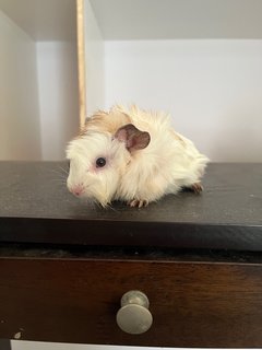 Daisy And Coky - Guinea Pig Small & Furry