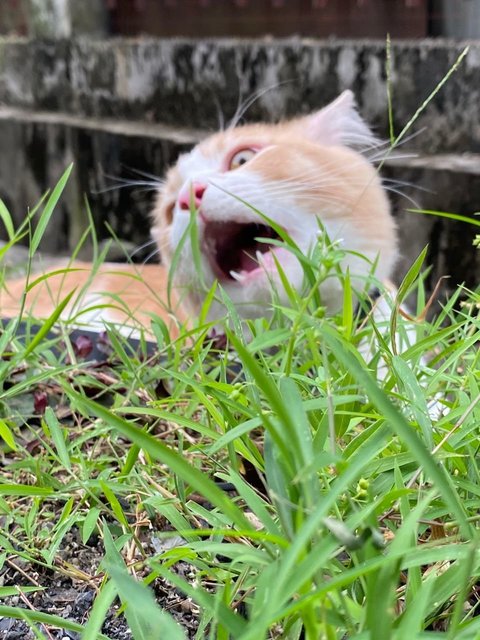 Simba - Domestic Long Hair Cat