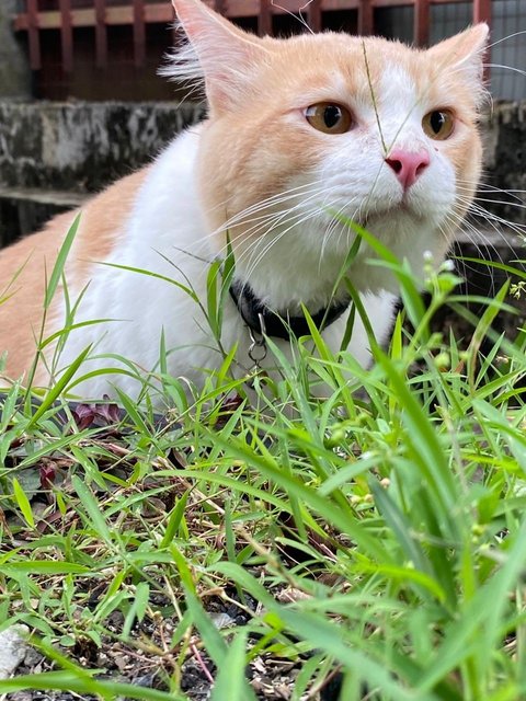 Simba - Domestic Long Hair Cat