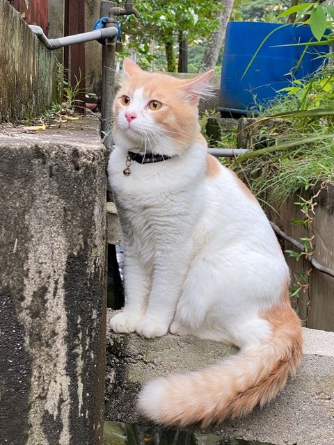 Simba - Domestic Long Hair Cat