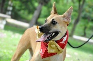 Honey - Belgian Shepherd Malinois Mix Dog