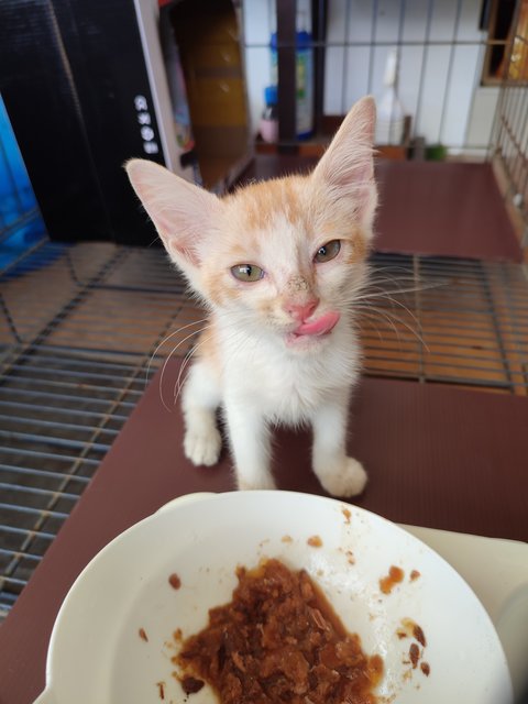 Baby Orange - Domestic Short Hair Cat