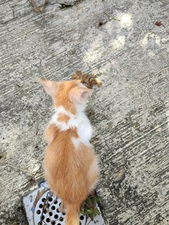 Baby Orange - Domestic Short Hair Cat