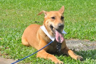 Milo - Australian Kelpie Mix Dog