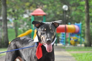 Zack - Rottweiler Mix Dog