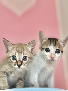 Polly - Domestic Short Hair + Tabby Cat