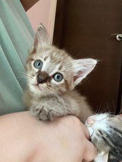 Polly - Domestic Short Hair + Tabby Cat