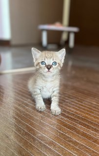 Polly - Domestic Short Hair + Tabby Cat