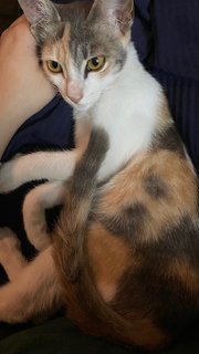 Nala - Calico Cat