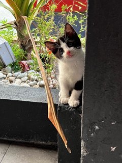 Oreo - Domestic Short Hair Cat