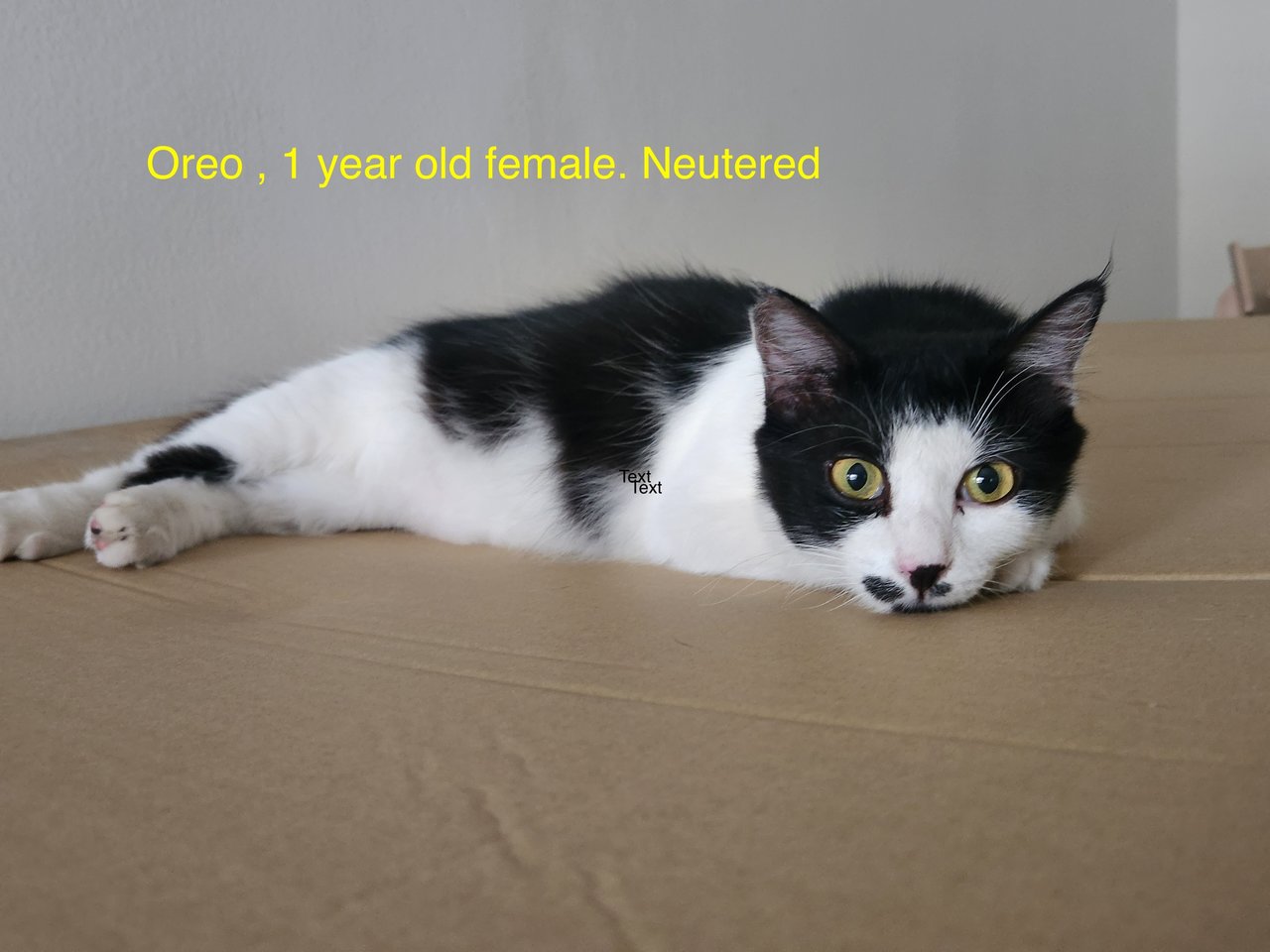 Oreo - Domestic Short Hair Cat