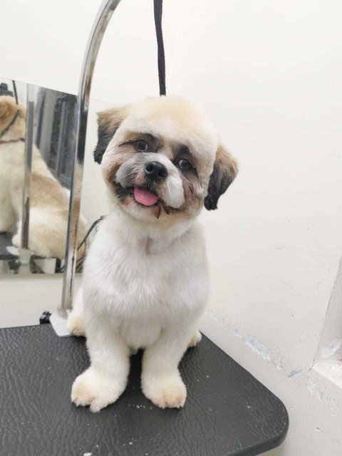 Teodan - Shih Tzu Dog