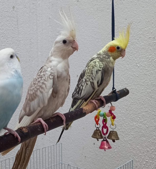 Eagle And Goldie - Cockatiel Bird