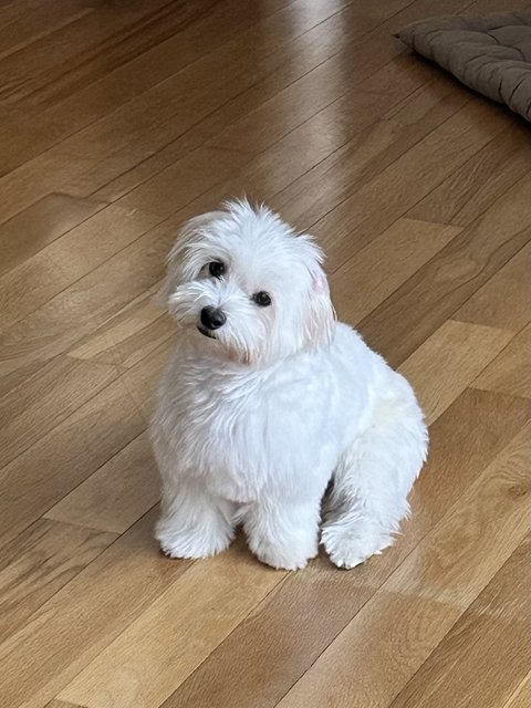 Royce - Maltese Dog