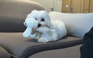 Royce - Maltese Dog