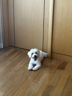 Royce - Maltese Dog