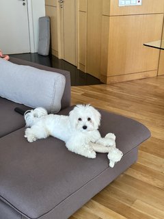 Royce - Maltese Dog