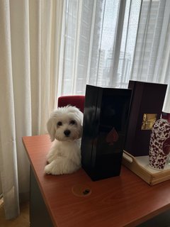 Royce - Maltese Dog