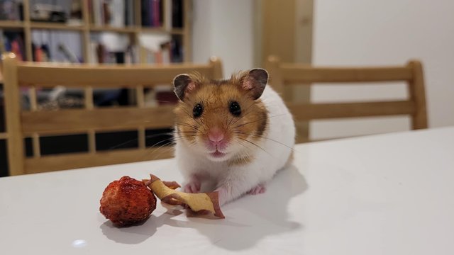 Axel - Syrian / Golden Hamster Hamster