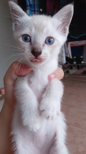 Casper - Domestic Short Hair Cat