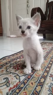 Casper - Domestic Short Hair Cat