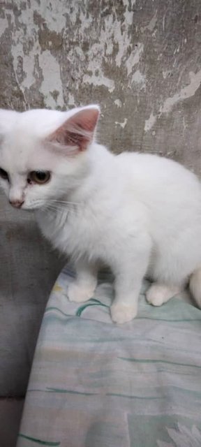 Snowball (Male) - Domestic Long Hair + Domestic Short Hair Cat