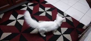 Snowball (Male) - Domestic Long Hair + Domestic Short Hair Cat