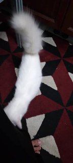 Snowball (Male) - Domestic Long Hair + Domestic Short Hair Cat