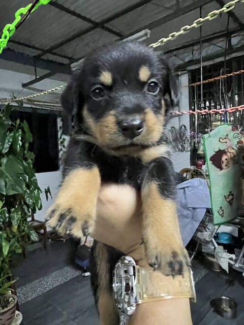 Dachshunds Mixed Puppies - Dachshund Mix Dog