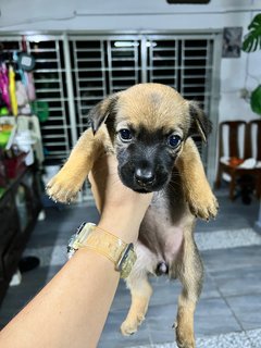 Dachshunds Mixed Puppies - Dachshund Mix Dog