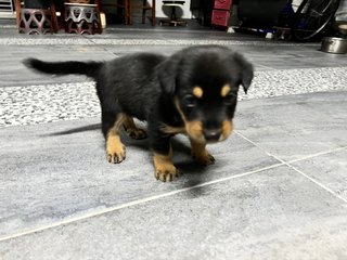 Dachshunds Mixed Puppies - Dachshund Mix Dog