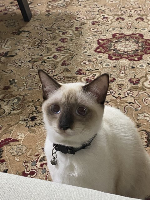 Hiro - Siamese Cat