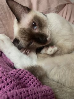 Hiro - Siamese Cat