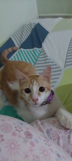 Momoko - Domestic Short Hair Cat