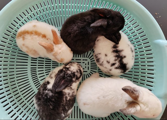 Mini Rex Rabbit Babies - Mini Rex Rabbit