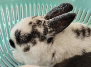 Mini Rex Rabbit Babies - Mini Rex Rabbit