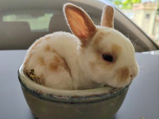 Mini Rex Rabbit Babies - Mini Rex Rabbit