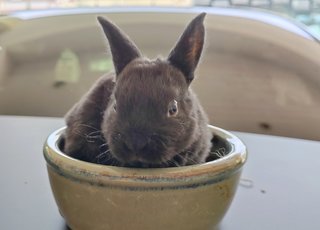 Mini Rex Rabbit Babies - Mini Rex Rabbit