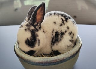 Mini Rex Rabbit Babies - Mini Rex Rabbit