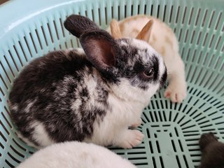 Mini Rex Rabbit Babies - Mini Rex Rabbit