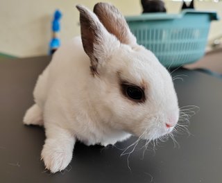 Mini Rex Rabbit Babies - Mini Rex Rabbit