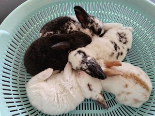 Mini Rex Rabbit Babies - Mini Rex Rabbit