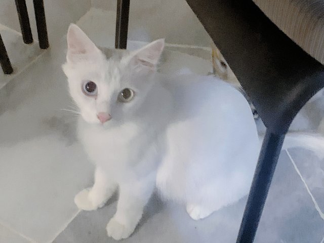 Cici - Turkish Angora Cat