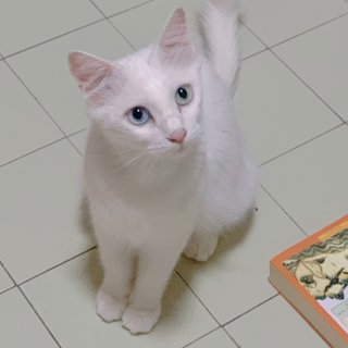 Cici - Turkish Angora Cat