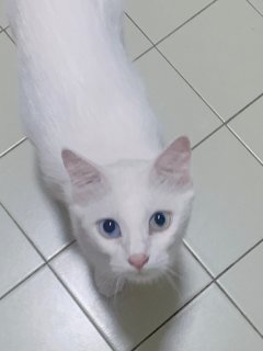 Cici - Turkish Angora Cat