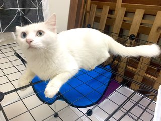 Cici - Turkish Angora Cat